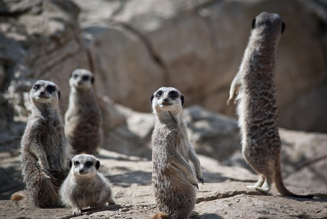 meerkats-g1a5b74d35_640